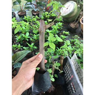 Hoa giấy tím huế [ CÂY GIỐNG NHƯ HÌNH 3 ]