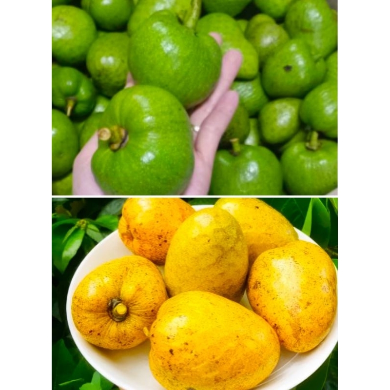 Trái Bình bát 1 kg