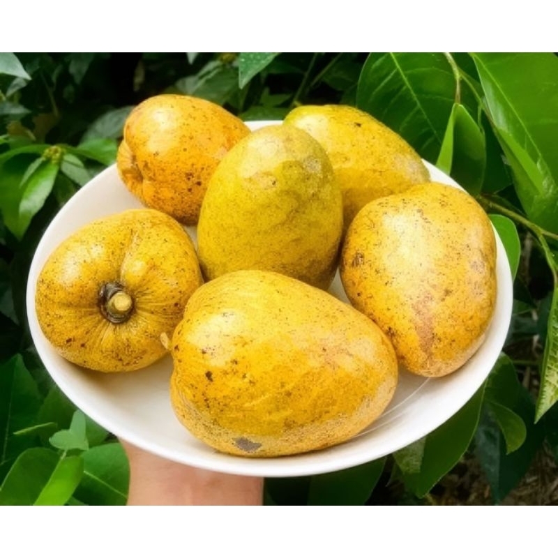 Trái Bình bát 1 kg