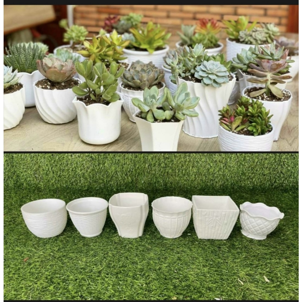 Chậu Nhựa Trồng Sen Đá - Cây Để Bàn - Bonsai Mini