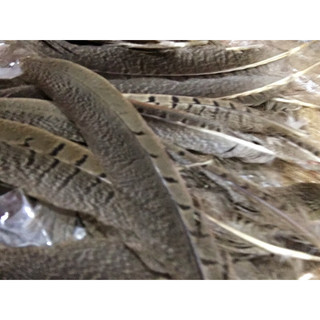 Lông trĩ 11-25cm 5 cọng