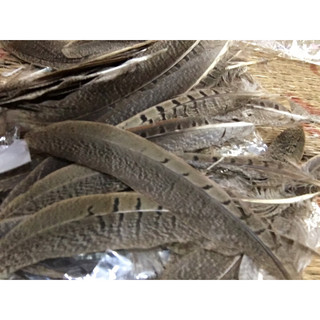 Lông trĩ 11-25cm 5 cọng