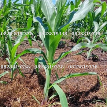 Cách diệt cỏ thài lài với thu.ốc trừ cỏ biogly 888/ thu.ốc thực vật