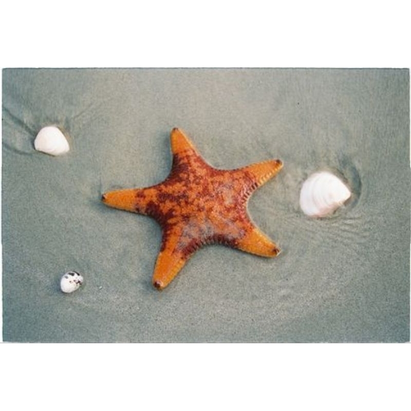 Film KODAK Vision 3 500T - iso 500-800  - 36 kiểu- chụp được máy PnS