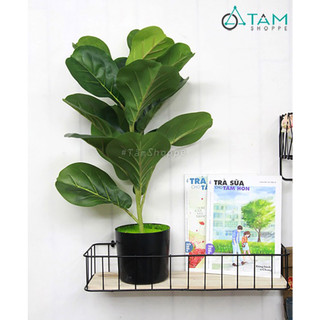 [SẴN CHẬU - LOẠI 1 Y THẬT] Cây bàng Singapore giả trang trí loại 1 cao 60cm F-CGNT-08