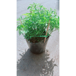 Chậu ớt hiểm