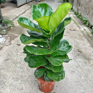 Chậu bàng singapore cao 70cm lá to xanh mướt thanh lọc không khí, trang trí nội thất, decor quán cafe