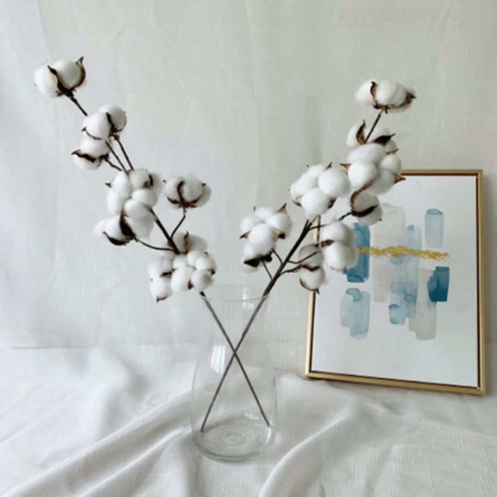 Cành quả Bông gòn lớn decor trang trí