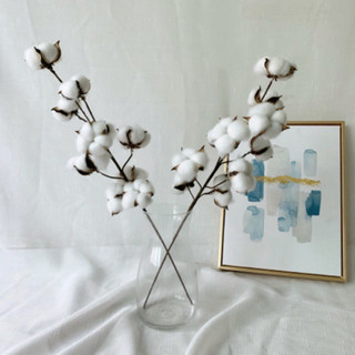 Cành quả Bông gòn lớn decor trang trí
