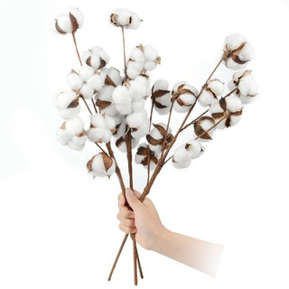 Cành quả Bông gòn lớn decor trang trí