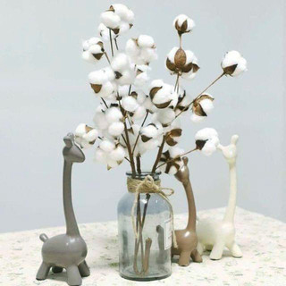 Cành quả Bông gòn lớn decor trang trí
