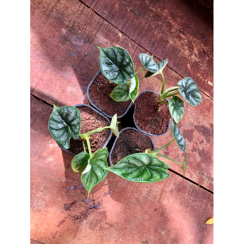 Kiểng lá/ cây trong nhà/ cây Alocasia Dragon Scale