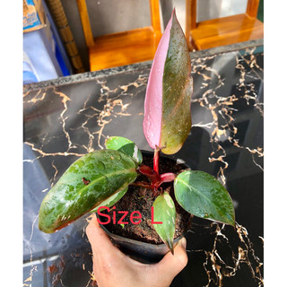Kiểng lá/ cây trong nhà/ cây cây Pink princess kiểng lá