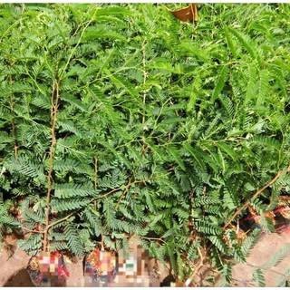 Cây me thái ngọt chiết cành 50-60cm