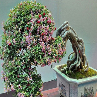 CÂY GIỐNG Hồng ngọc mai bonsai , cây giống gửi đi nguyên bầu