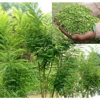 Cây hoa hòe giống, cây cao 1m, cây đẹp giống chuẩn, cam kết chất lượng