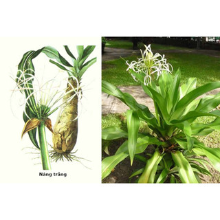 Củ giống hoa Đại tướng quân ( Hoa NÁNG TRẮNG)