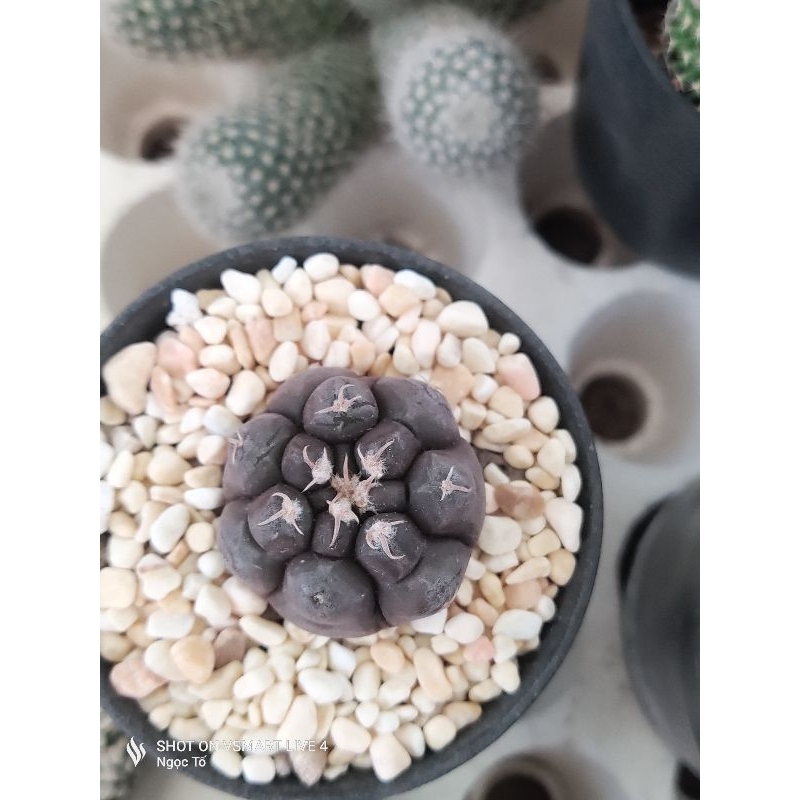 Xương rồng gym eu tím