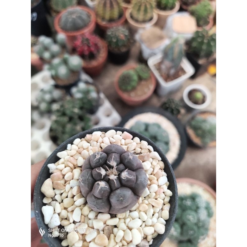 Xương rồng gym eu tím