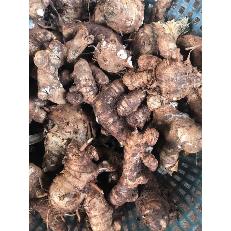 1kg nghệ đen tươi