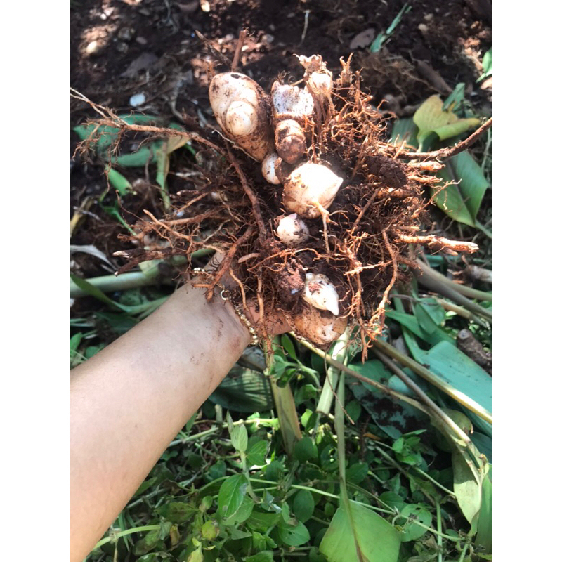 1kg nghệ đen tươi