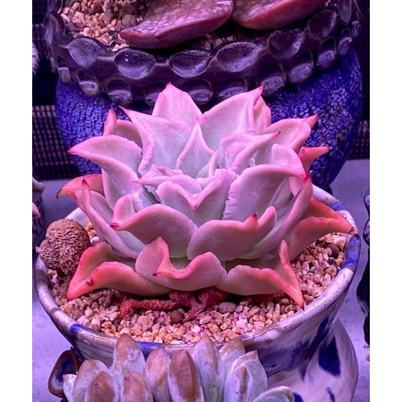 Lc Growlights -Bóng 30cm Đèn trồng sen đá và xương rồng giúp cây lên màu đẹp