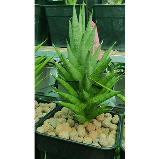 Chậu lưỡi hổ Rock man, dáng trụ cao - Sansevieria Rockman