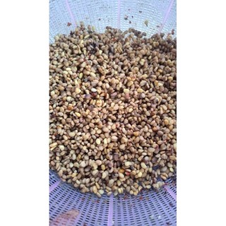 Hạt sâm ngọc linh đã tách vỏ về chỉ việc gieo tỷ lệ lên mầm 90%