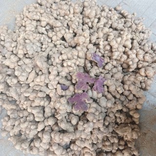 Củ Ngải Đen tươi 1kg (Hàng thượng hạng)