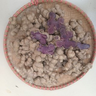 Củ Ngải Đen tươi 1kg (Hàng thượng hạng)