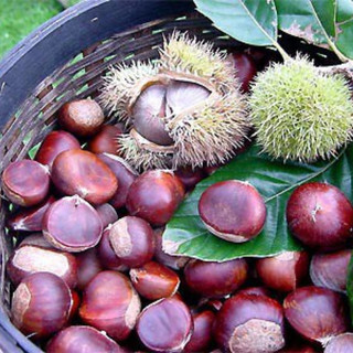 Hạt dẻ sapa cơm vàng thơm ngon bùi bổ dưỡng, hạt dẻ sống đã khứa sẵn vỏ