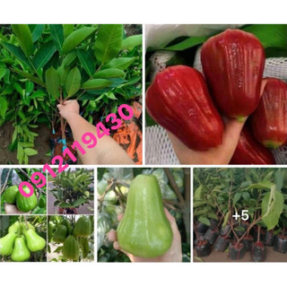Cây giống roi đỏ , roi xanh an phước giống f1 cho quả ngay