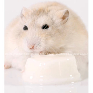 [Sẵn] Pudding sữa dê Bucatstate