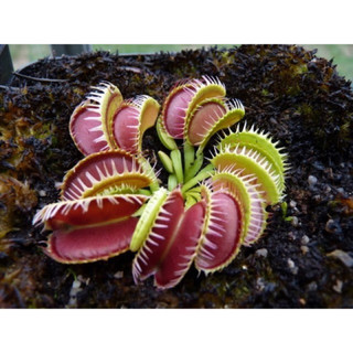Cây bẫy kẹp louchaptes, venus flytrap louchaptes