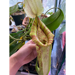 Nắp ấm dyeriana ,nepenthes dyeriana