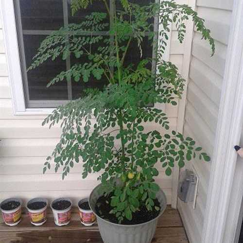 CÂY CHÙM NGÂY GIỐNG CAO 20CM , SIÊU DỄ TRỒNG