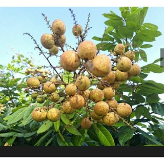 Nhãn long phụng châu trái to