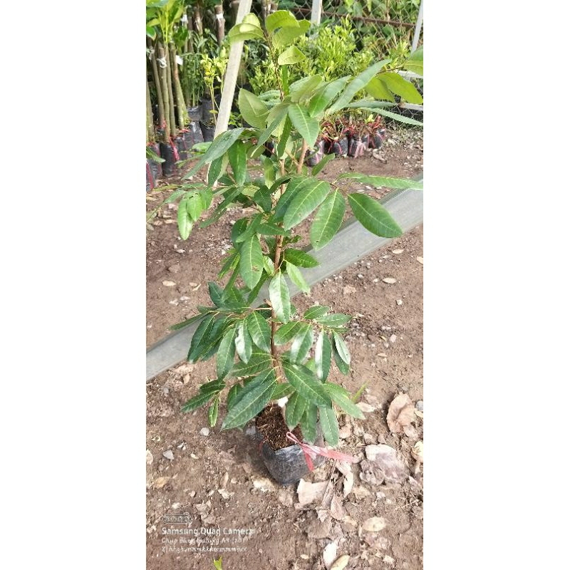 CÂY GIỐNG NHÃN LONG PHỤNG CHÂU