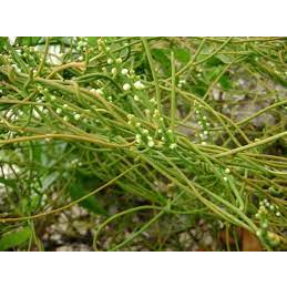 500g dây tơ hồng xanh