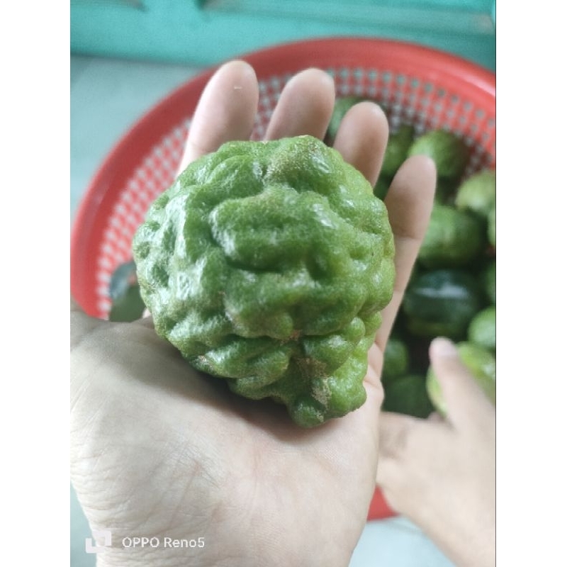 0,5kg trái chúc. Hàng tươi mới bẻ trên cây xuông khi khách đặt