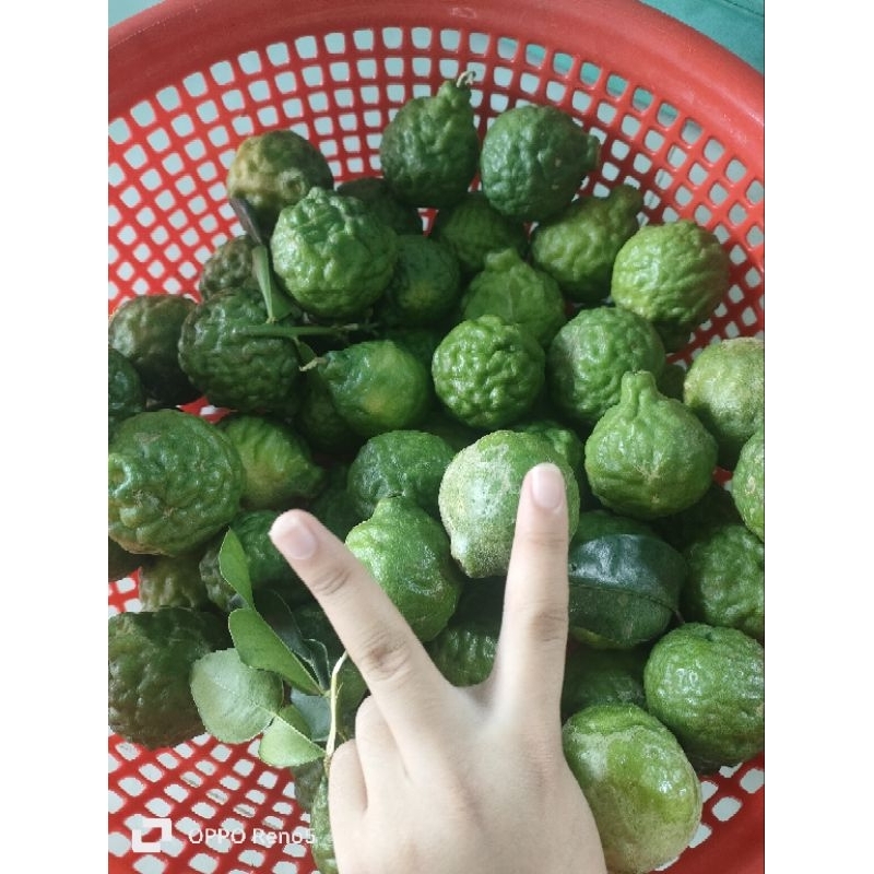 0,5kg trái chúc. Hàng tươi mới bẻ trên cây xuông khi khách đặt