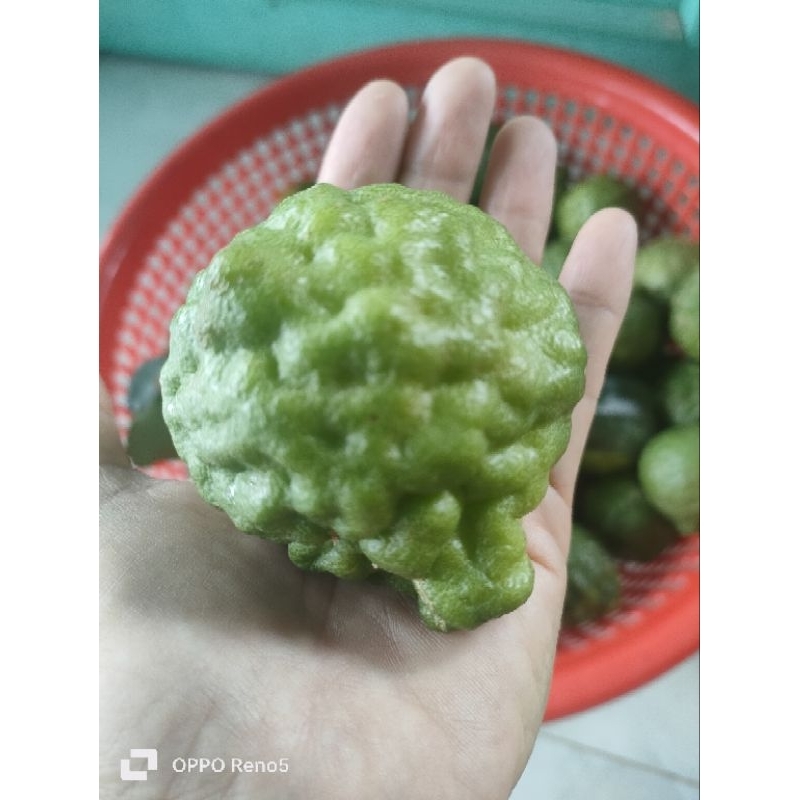 0,5kg trái chúc. Hàng tươi mới bẻ trên cây xuông khi khách đặt