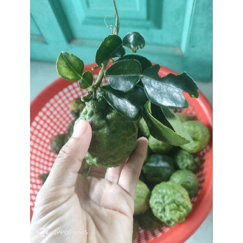 0,5kg trái chúc. Hàng tươi mới bẻ trên cây xuông khi khách đặt