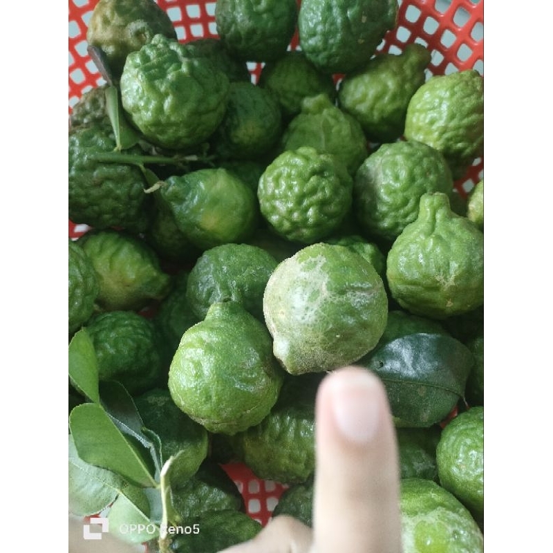 0,5kg trái chúc. Hàng tươi mới bẻ trên cây xuông khi khách đặt