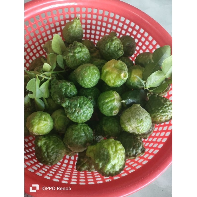 0,5kg trái chúc. Hàng tươi mới bẻ trên cây xuông khi khách đặt