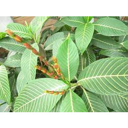 Cây khôi nhung trắng - bầu cây giống