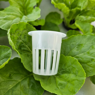  Rọ Nhựa Trồng Rau Thủy Canh 55x53mm  lỗ khoét 45mm -nhựa HDPE nguyên sinh siêu bền trên 5 năm 