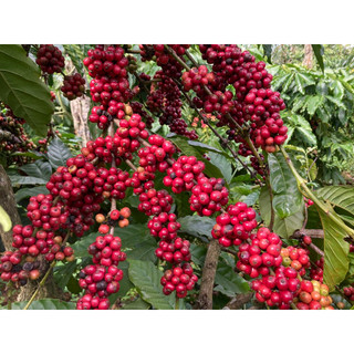 Cà phê Amarin Robusta thượng hạng
