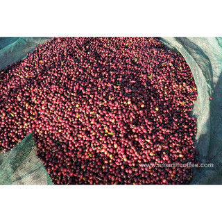 Cà phê Amarin Arabica - Cầu Đất