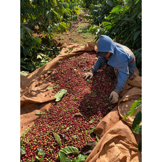 Cà phê Amarin Espresso Blend - pha máy
